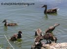 Duckling6.jpg
