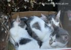 KittenPile.jpg