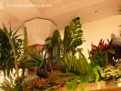 MacysFlowerShow12a.jpg