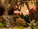 MacysFlowerShow14.jpg