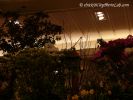 MacysFlowerShow15.jpg