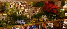 MacysFlowerShow31.jpg