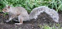 NYCSquirrel1.jpg