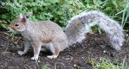 NYCSquirrel2.jpg