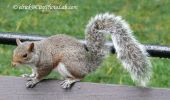 NYCSquirrel3.jpg