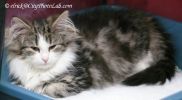NorwegianForestKitten2Octo.jpg