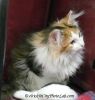 NorwegianForestKitten3Octo.jpg