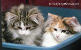 NorwegianForestKittensOcto.jpg