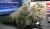 PersianCatOct1.jpg