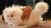 PersianKittenRCS1.jpg