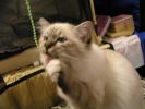 Filename : Picture 3798.jpg
Filesize : 24KB
Dimensions : 533x400
Date added : Oct 10, 2004 Picture 3798.jpg