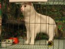 Filename : Picture 429.jpg
Filesize : 37KB
Dimensions : 533x400
Date added : Oct 21, 2004 Picture 429.jpg