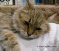 SiberianCat2MtB.jpg