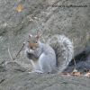 SquirrelFTP2.jpg