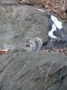 SquirrelFTP4.jpg