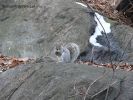 SquirrelFTP5.jpg