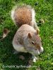 SquirrelNY2.jpg