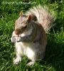 SquirrelNY3.jpg