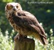 YoungOwl.jpg