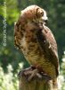 YoungOwl1.jpg
