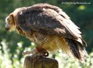 YoungOwl2.jpg