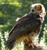 YoungOwl3.jpg