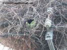 parrot1.jpg