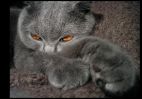 Filename : Lapi2.jpg
Filesize : 139KB
Dimensions : 738x519
Date added : Dec 05, 2004 Lapi2.jpg
