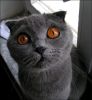 My grey Cat!