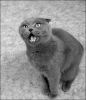 Filename : hey~0.jpg
Filesize : 126KB
Dimensions : 466x538
Date added : Dec 05, 2004 hey~0.jpg