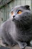 Filename : manyflys.jpg
Filesize : 143KB
Dimensions : 509x752
Date added : Dec 05, 2004 manyflys.jpg