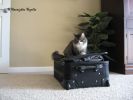 sophie 003.jpg